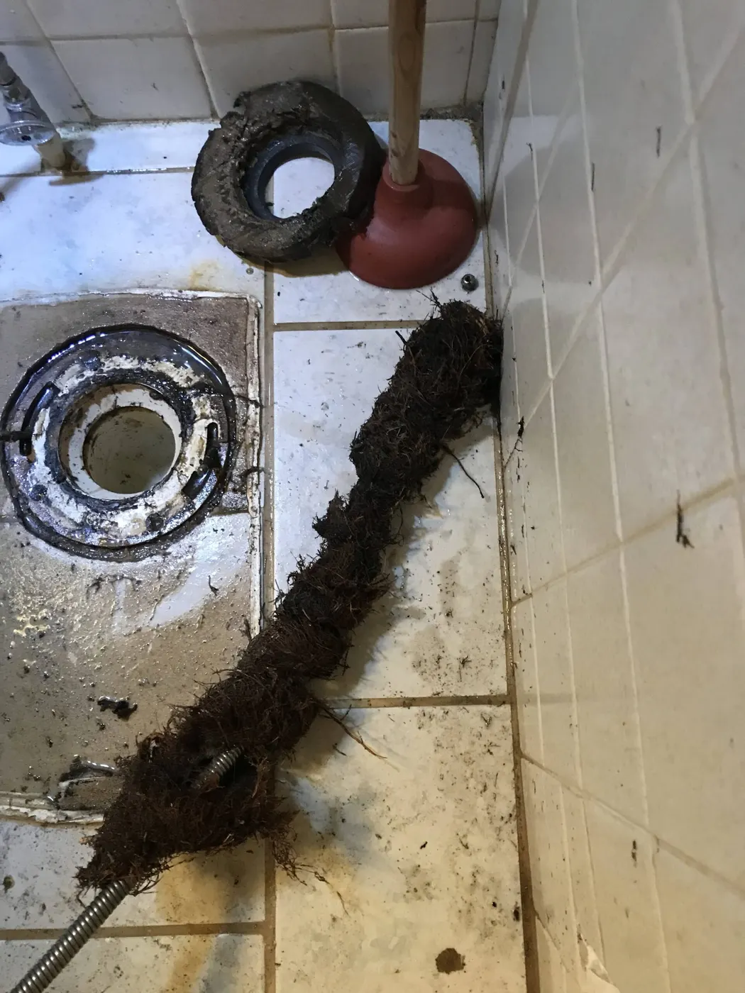 A long mass of roots pulled out of a floor drain, lying on the tile beside the open drain